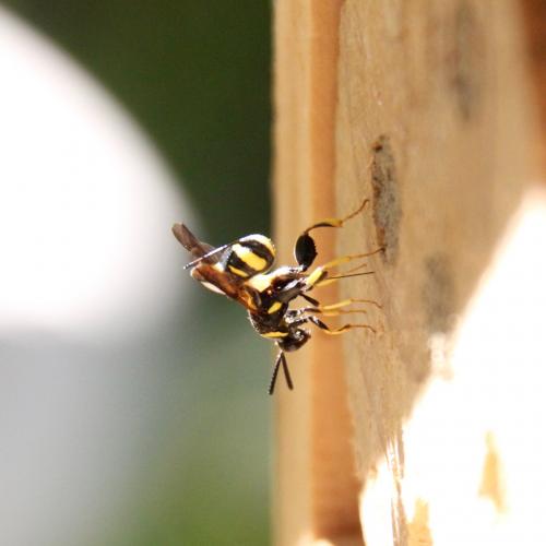 Leucospis sp.